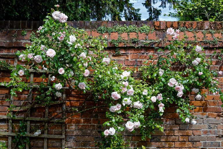 Climbing rose