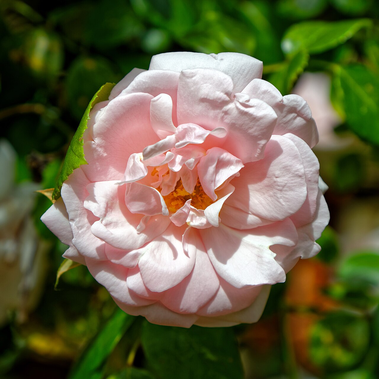 Climbing rose