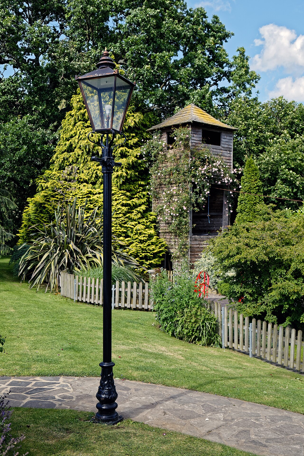Climbing rose