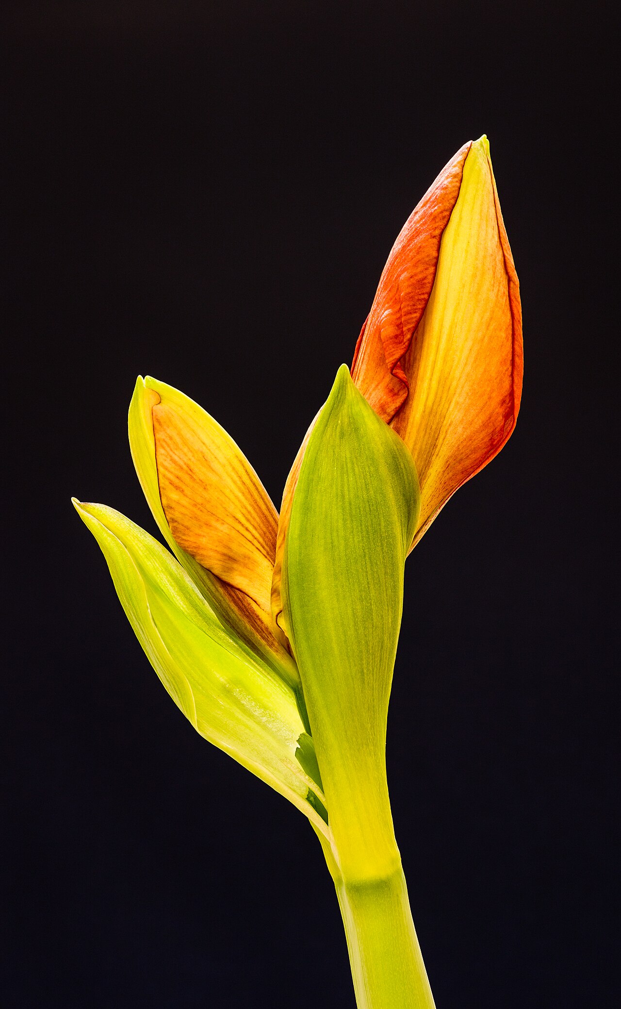 Amaryllis (Hippeastrum)