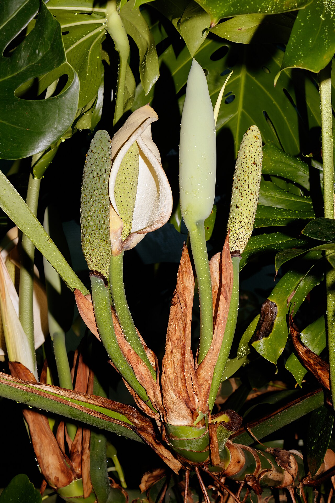 Monstera deliciosa