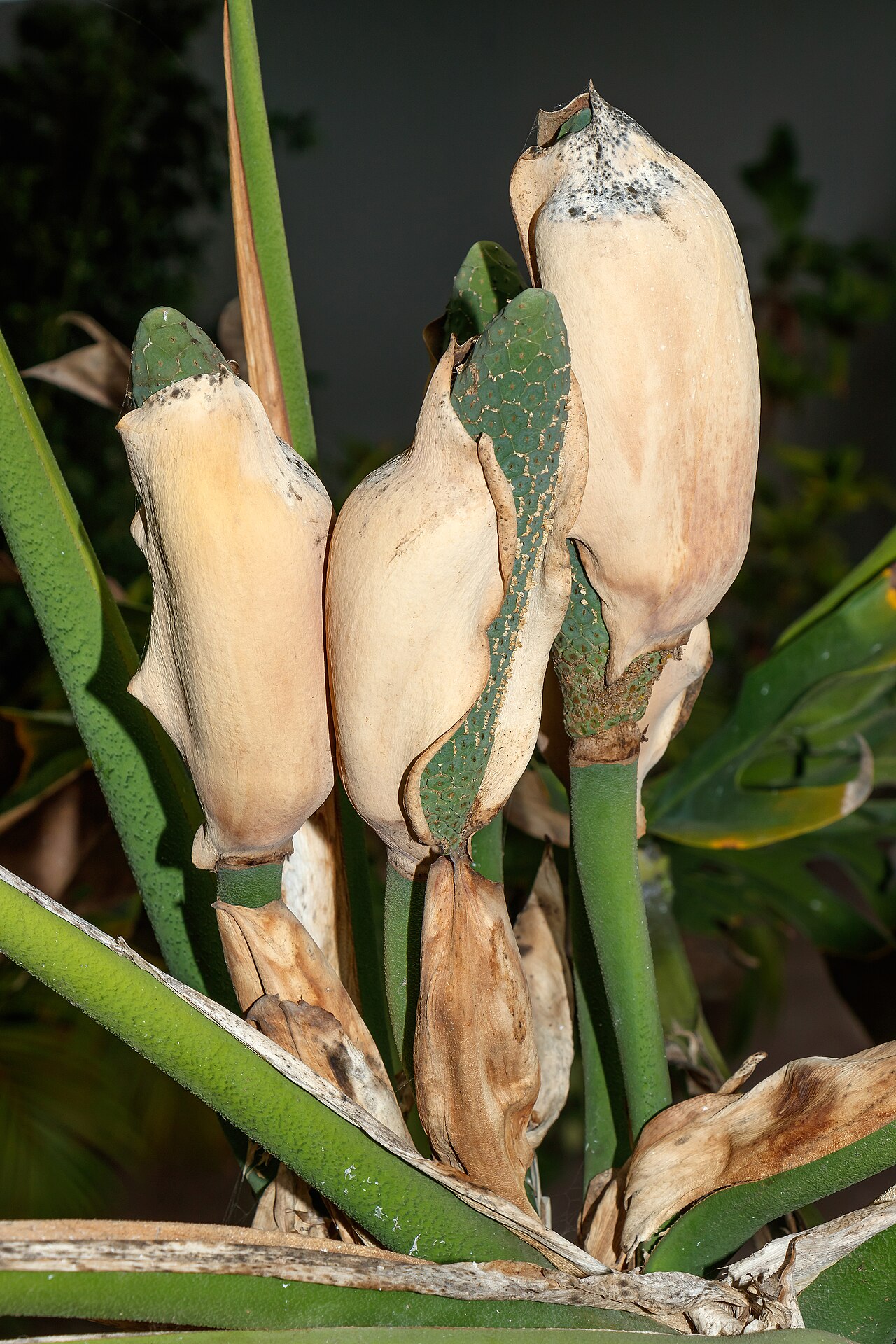 Monstera deliciosa