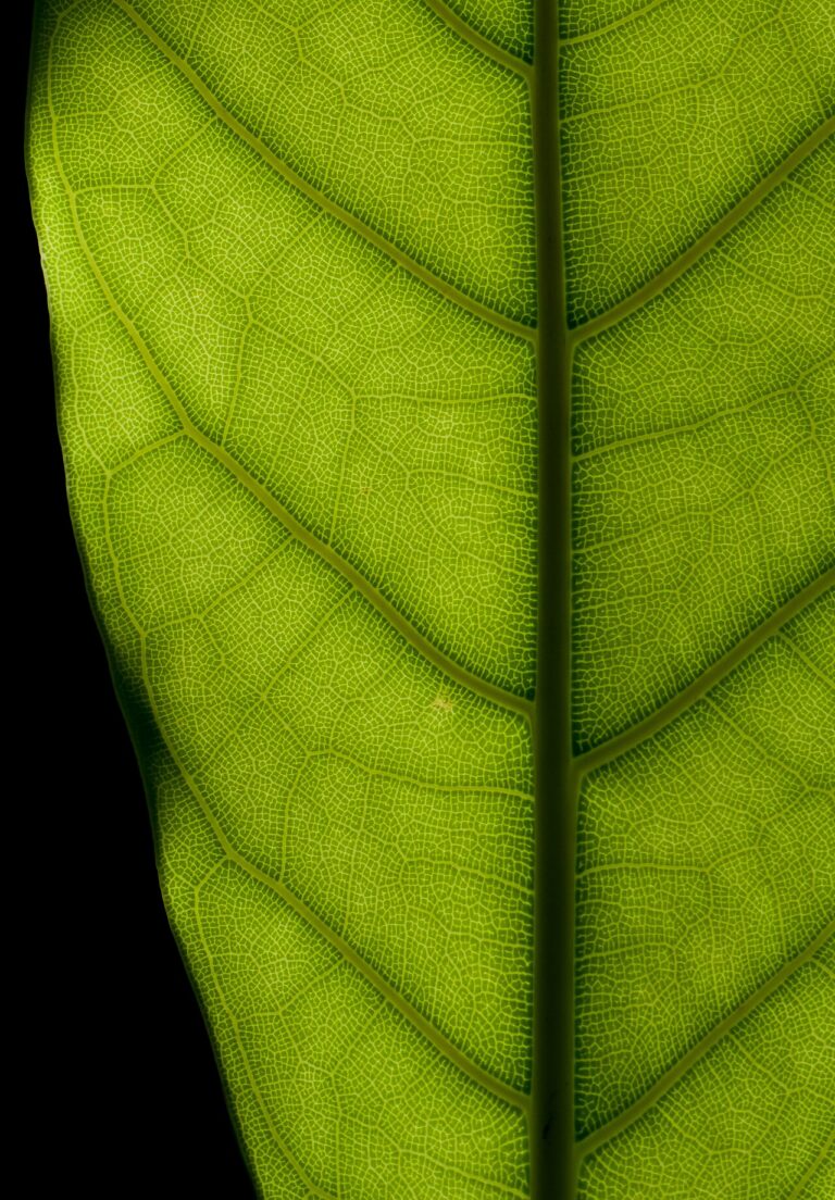 Rubber plant (Ficus elastica)
