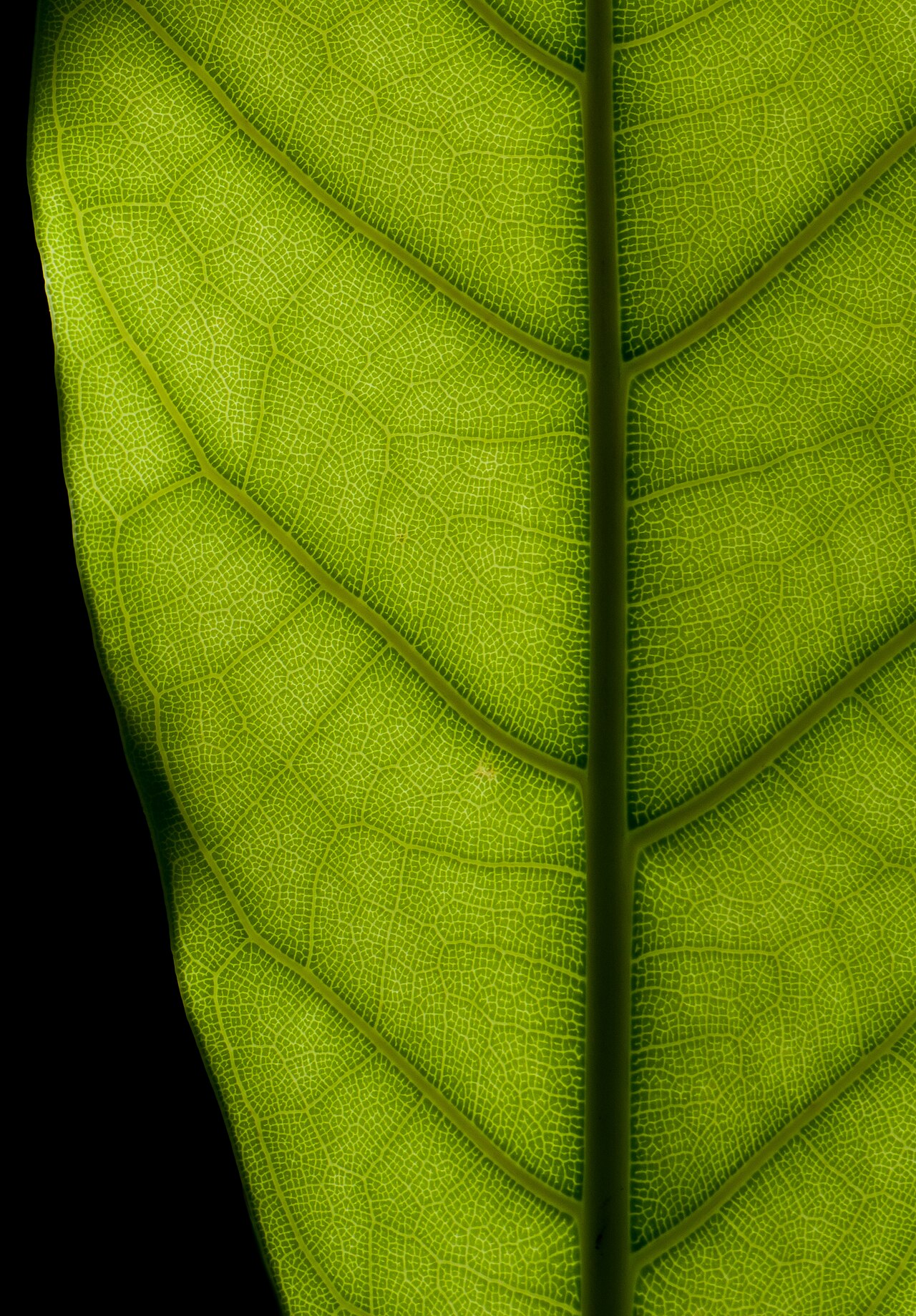 Rubber plant (Ficus elastica)