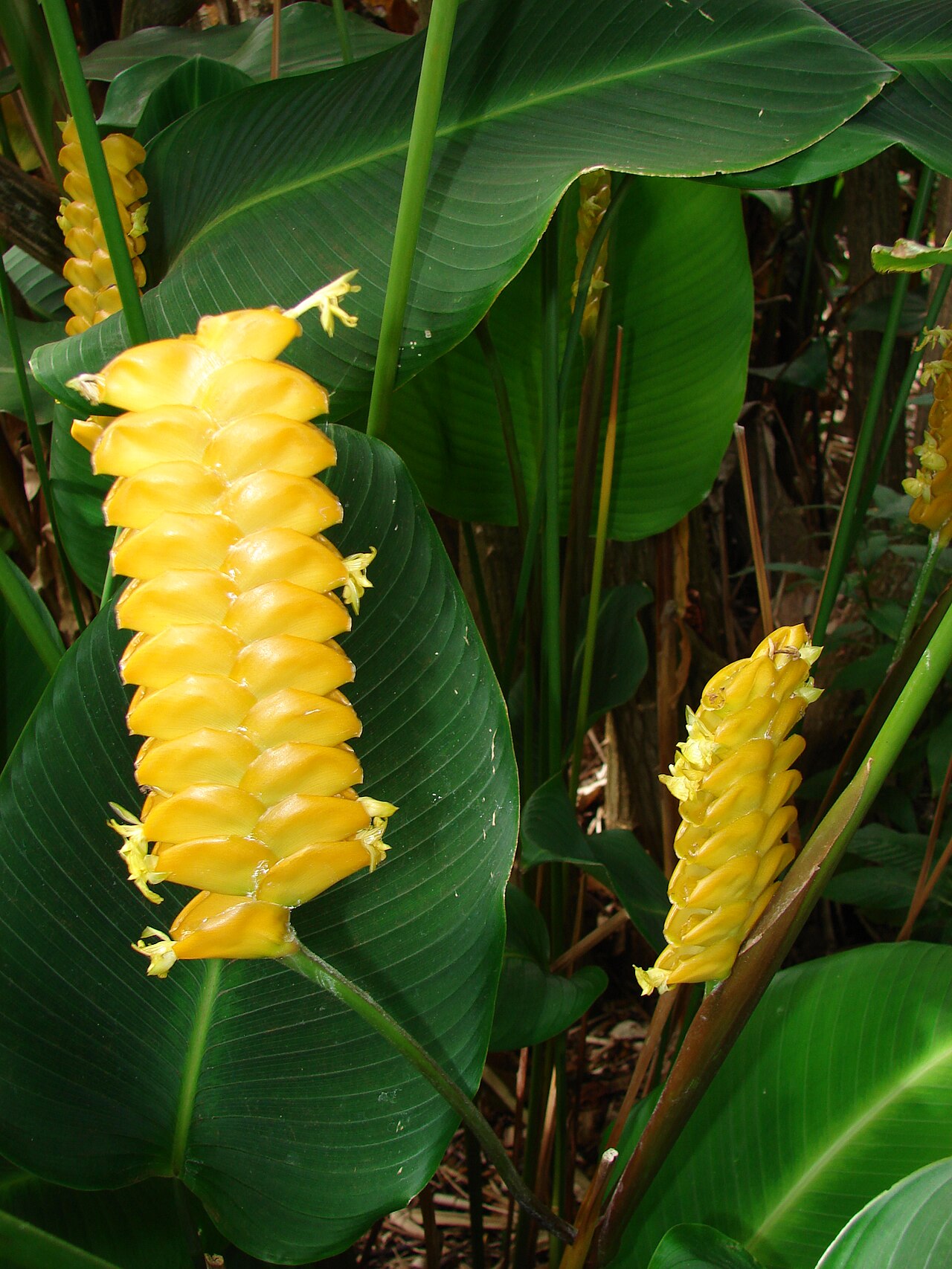 Calathea