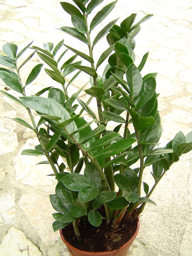 ZZ plant (Zamioculcas)