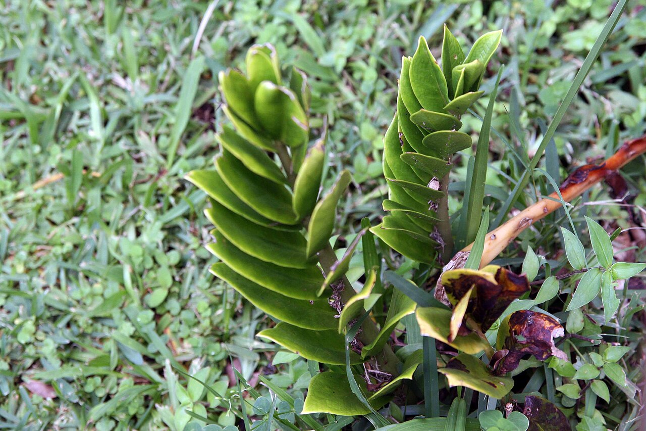 ZZ plant (Zamioculcas)