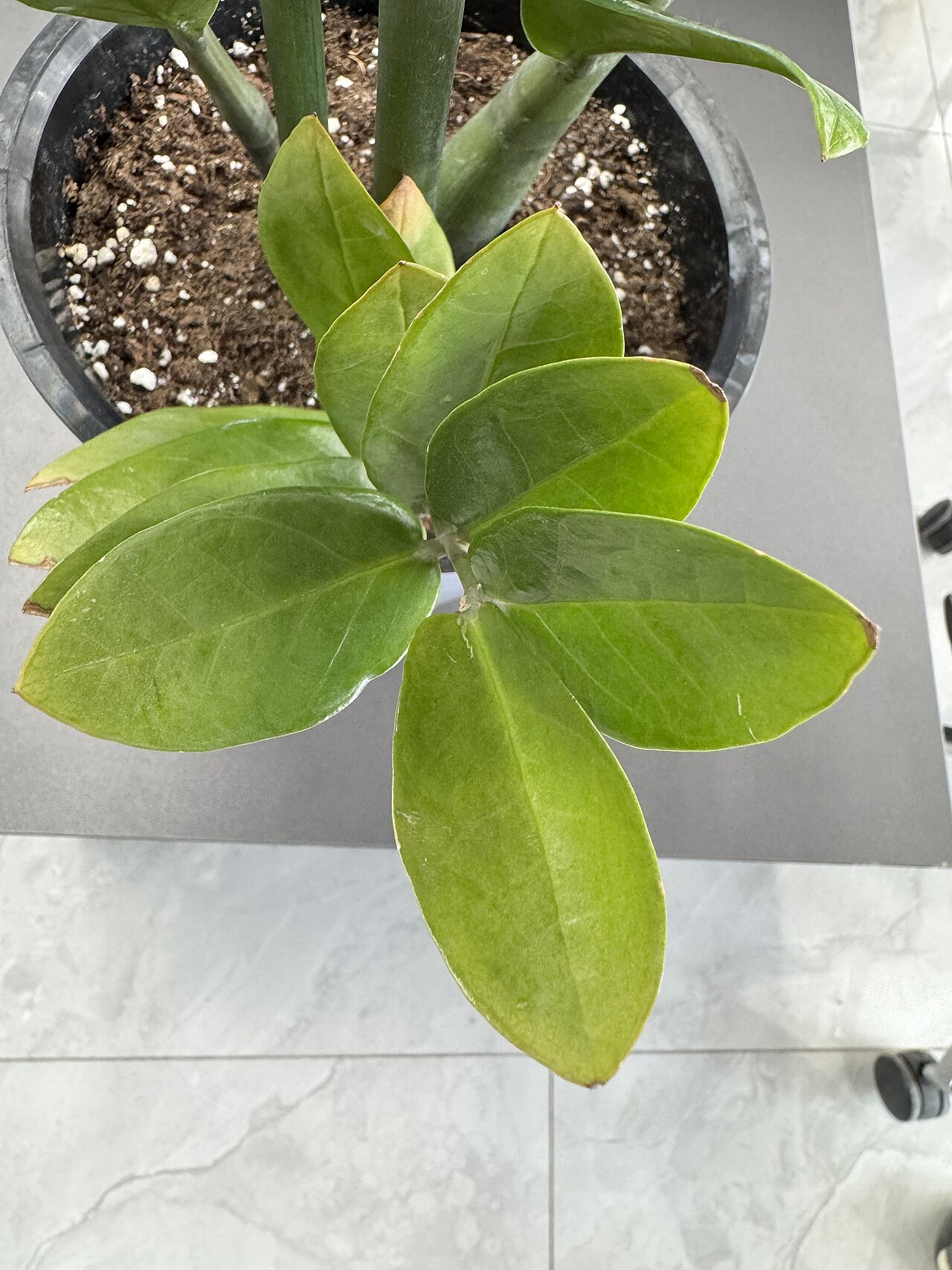 ZZ plant (Zamioculcas)