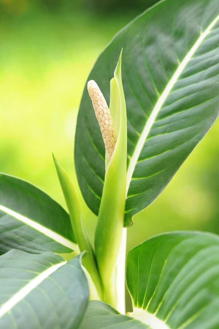 Dieffenbachia