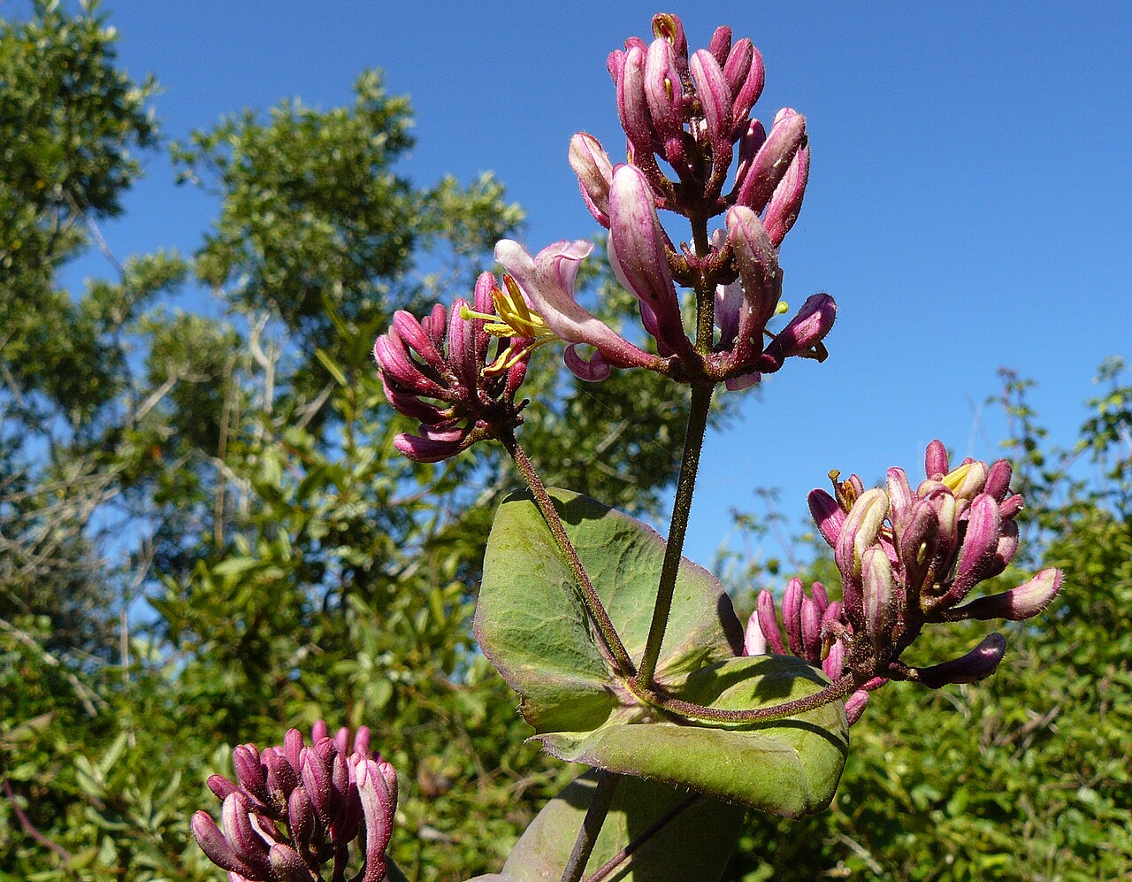 Honeysuckle (Lonicera)