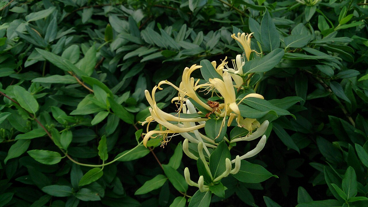 Honeysuckle (Lonicera)