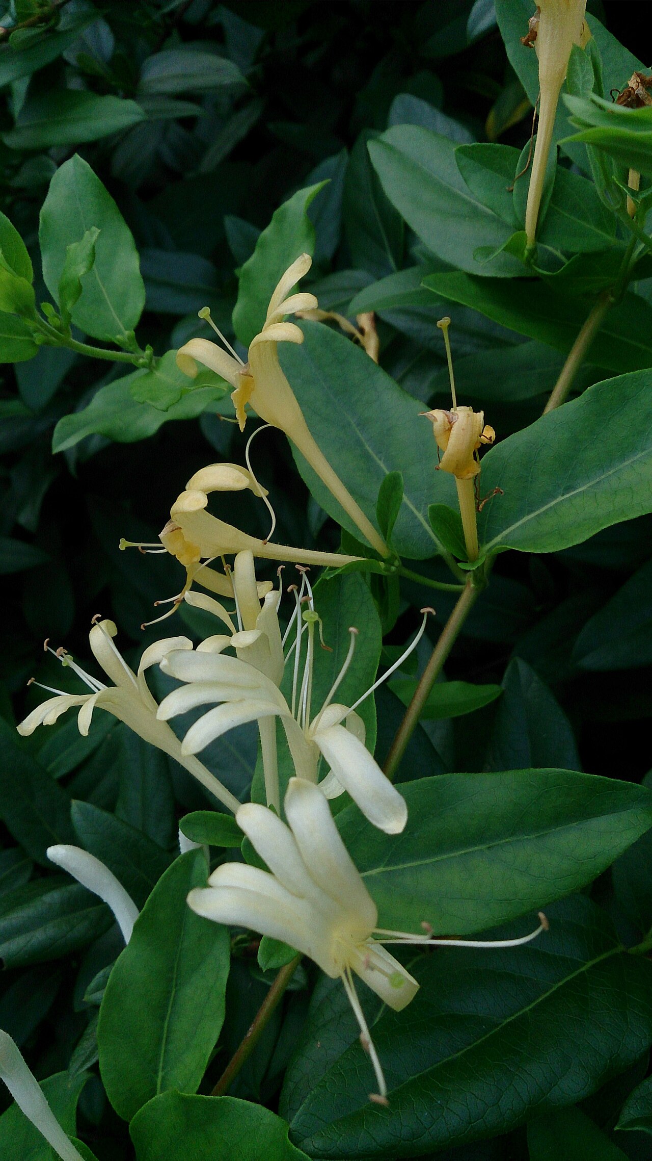 Honeysuckle (Lonicera)