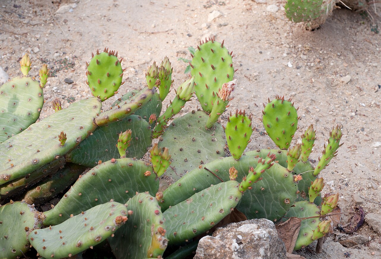 Prickly pear cactus (Opuntia)