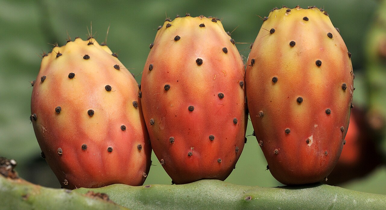 Prickly pear cactus (Opuntia)