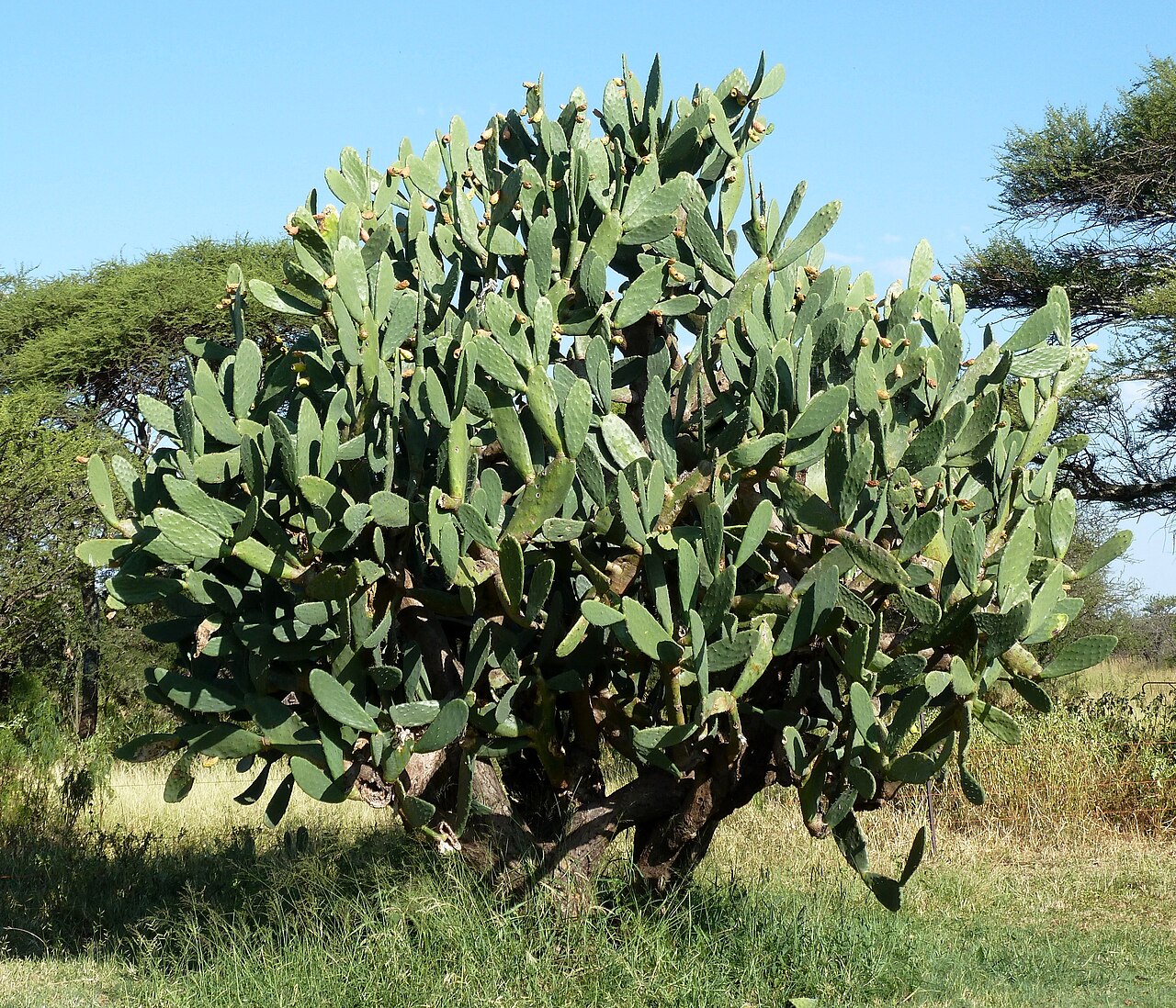 Prickly pear cactus (Opuntia)