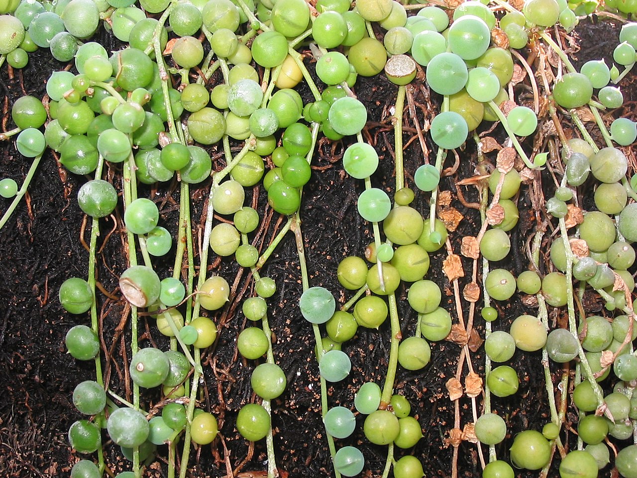 String of pearls (Senecio rowleyanus)