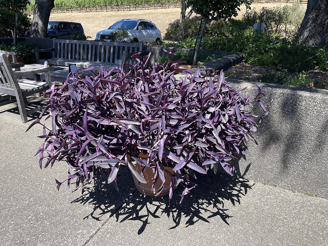 Tradescantia zebrina