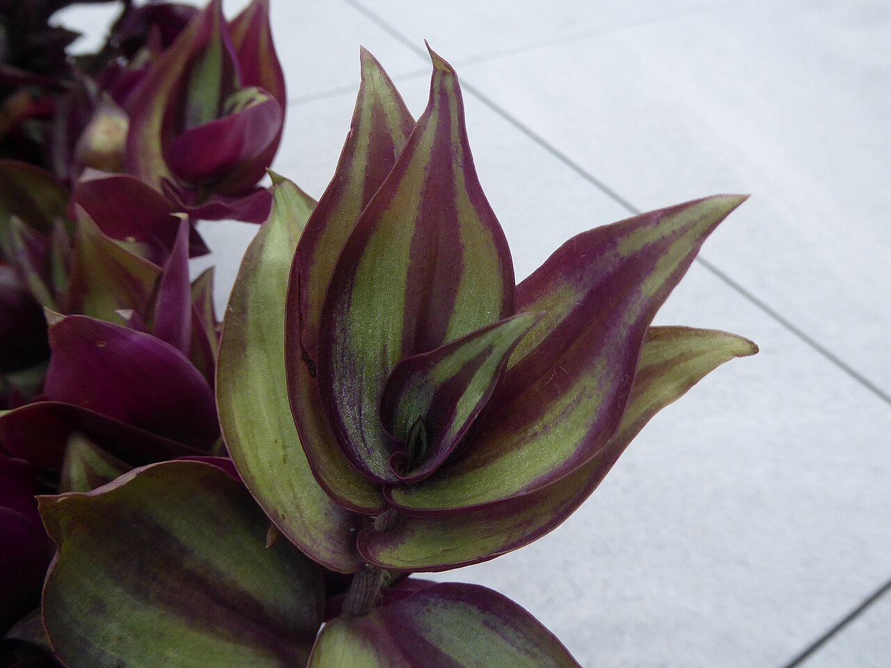 Tradescantia zebrina