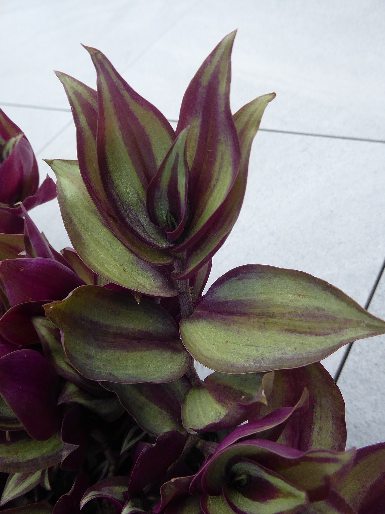 Tradescantia zebrina