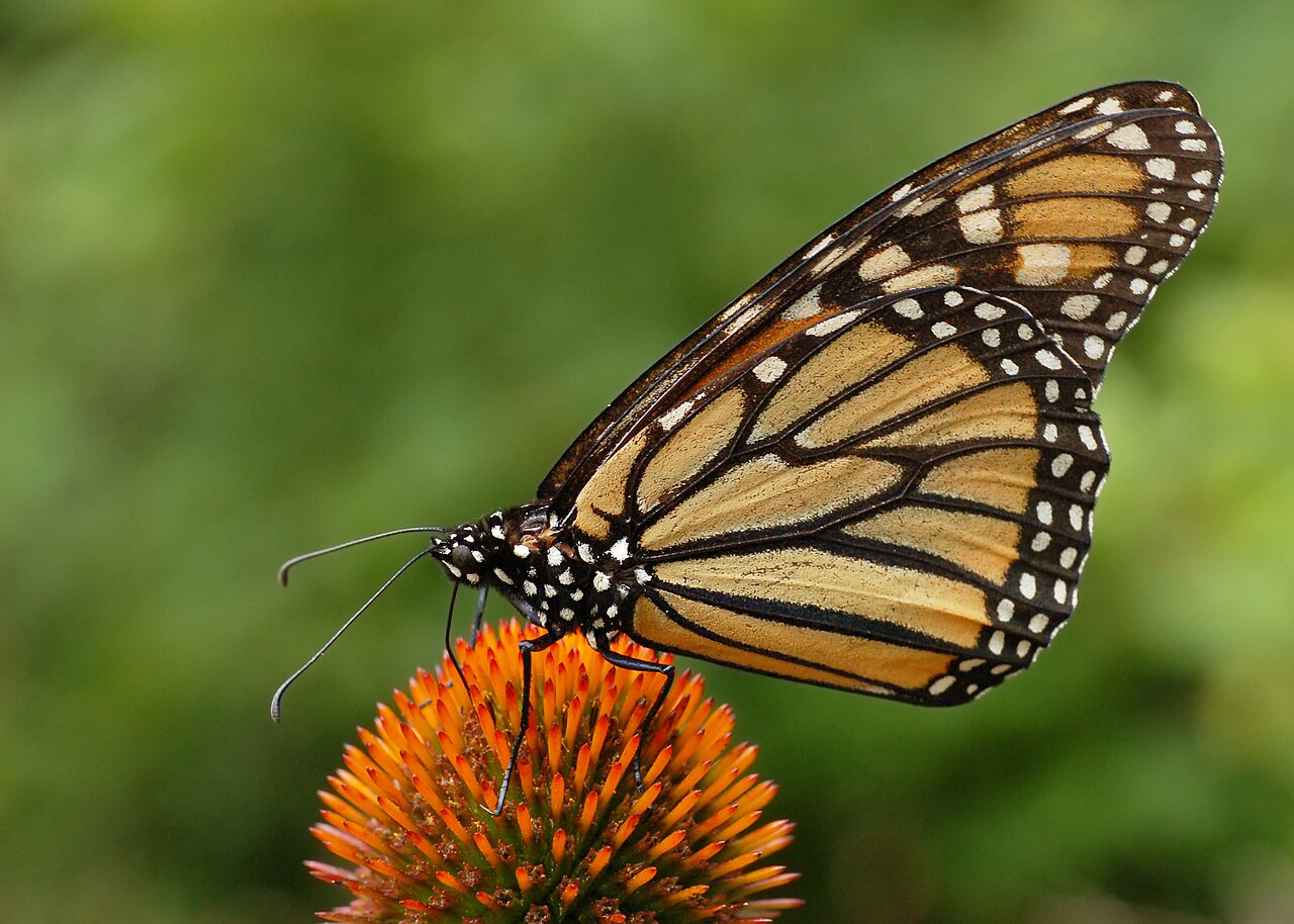Coneflower (Echinacea)