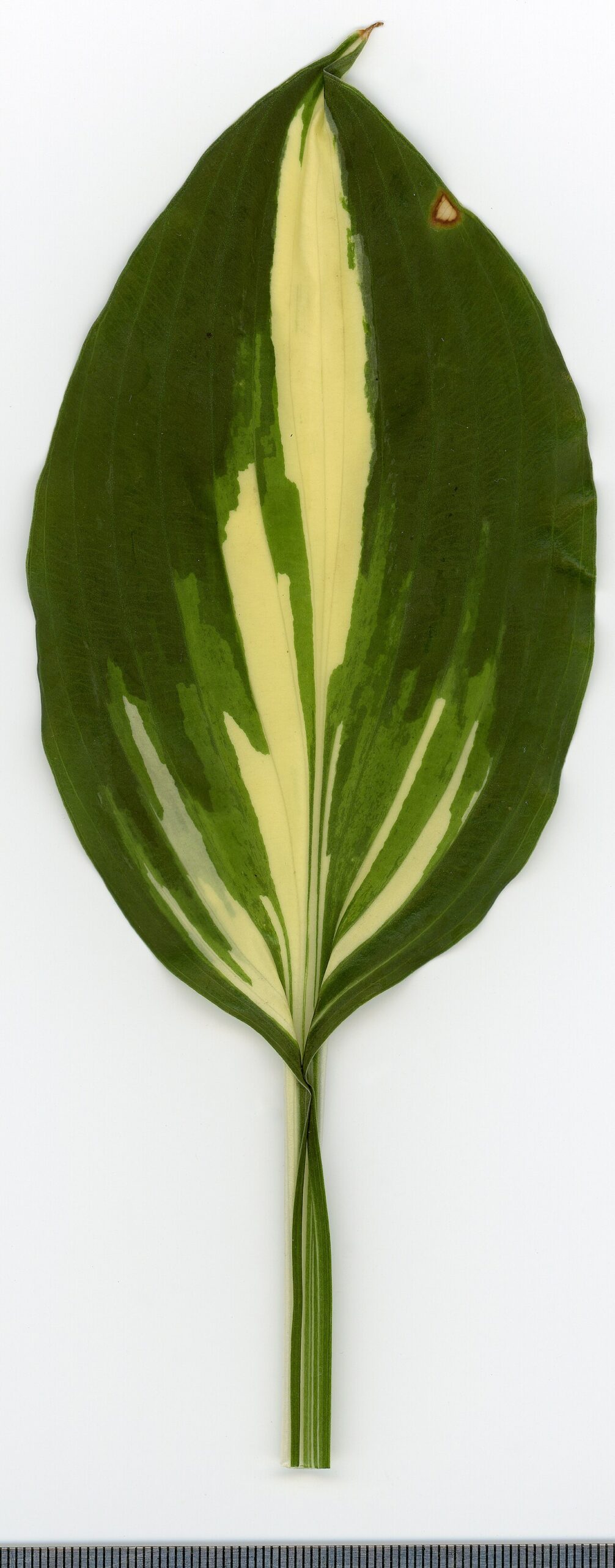 Hosta