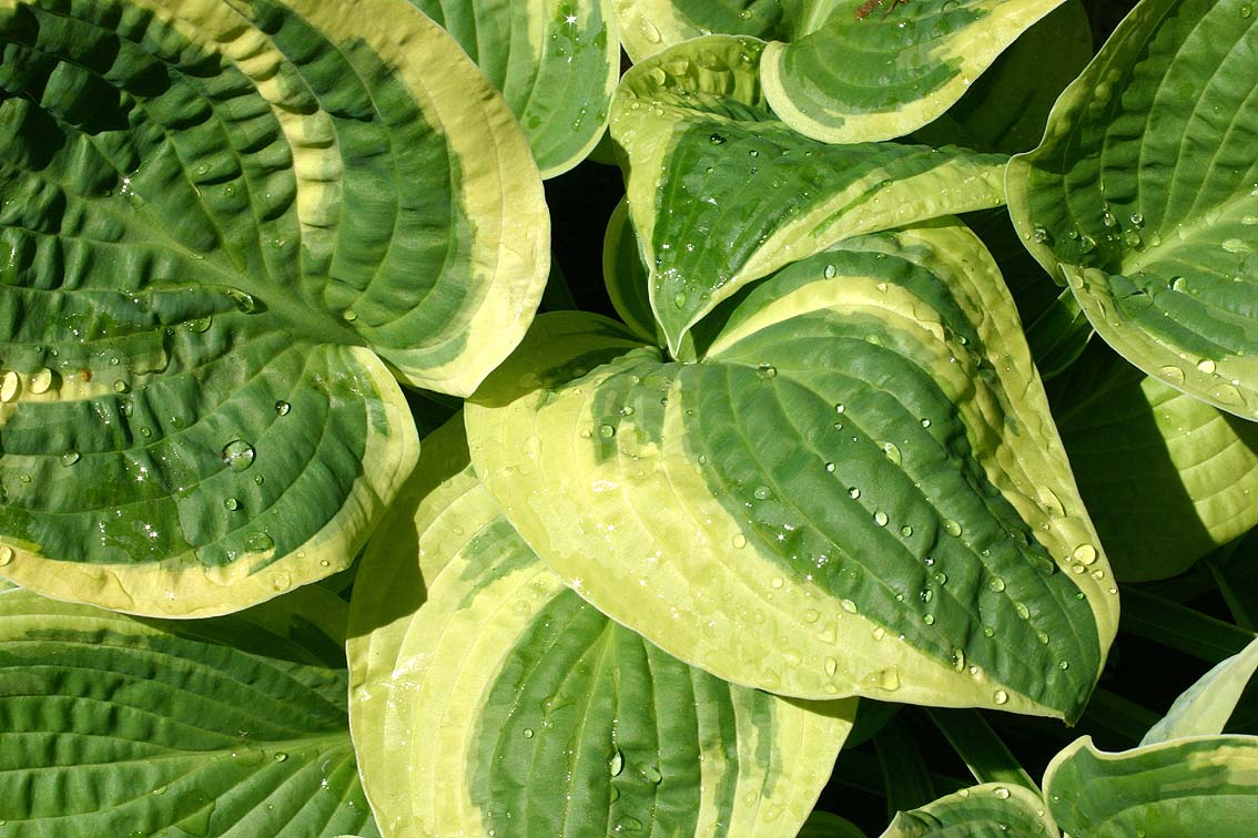 Hosta