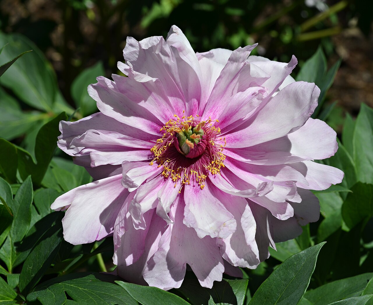 Peony (Paeonia)