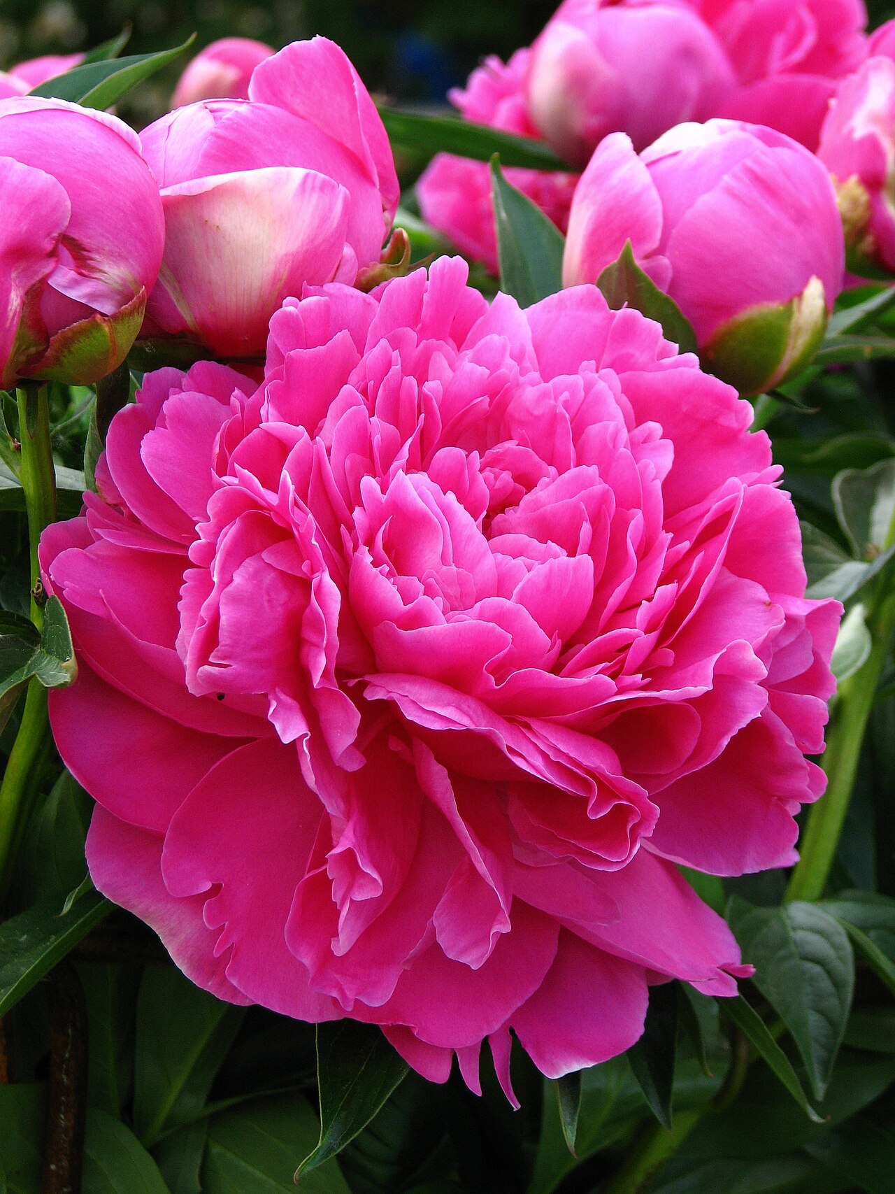 Peony (Paeonia)
