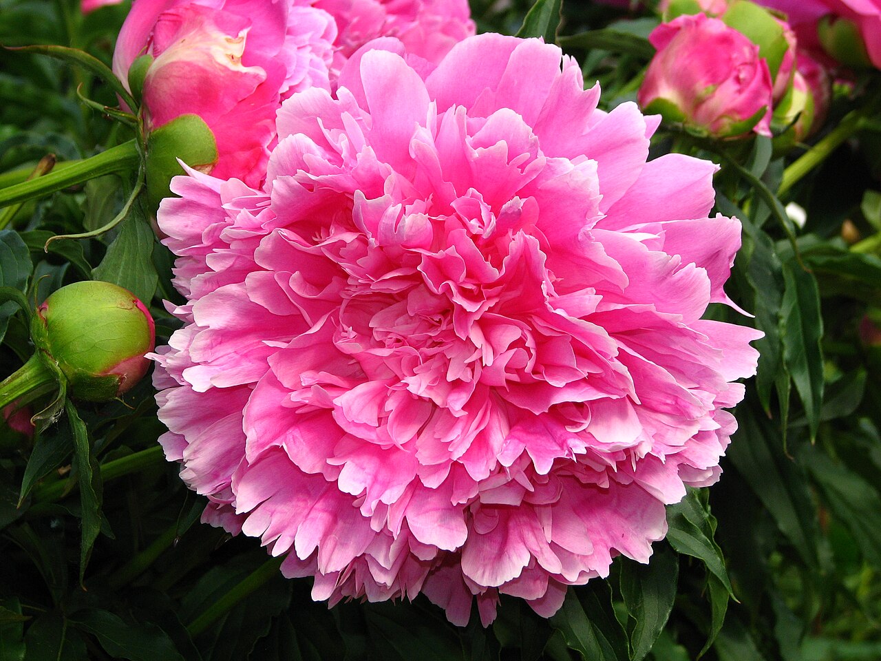 Peony (Paeonia)