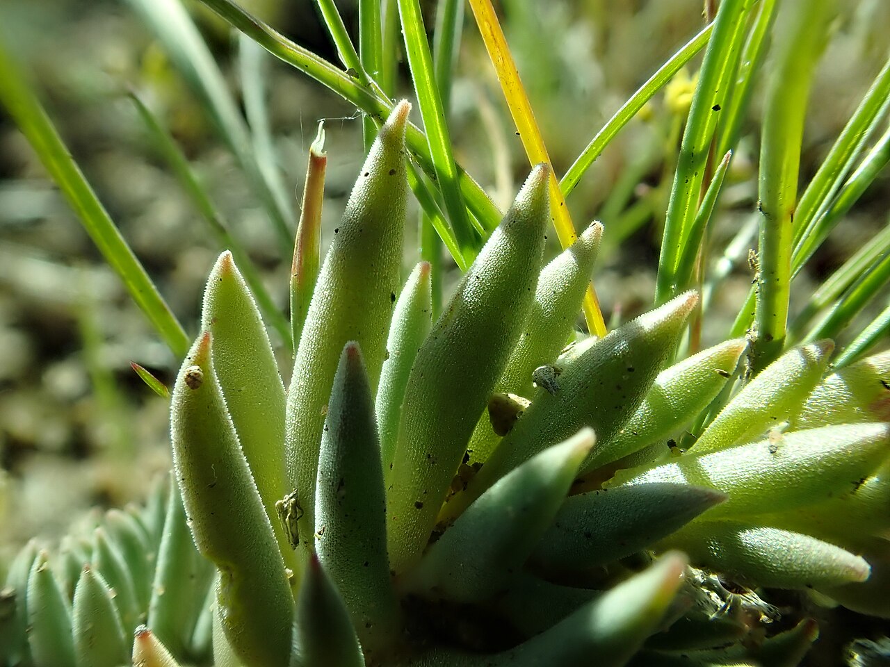 Sedum (Stonecrop)
