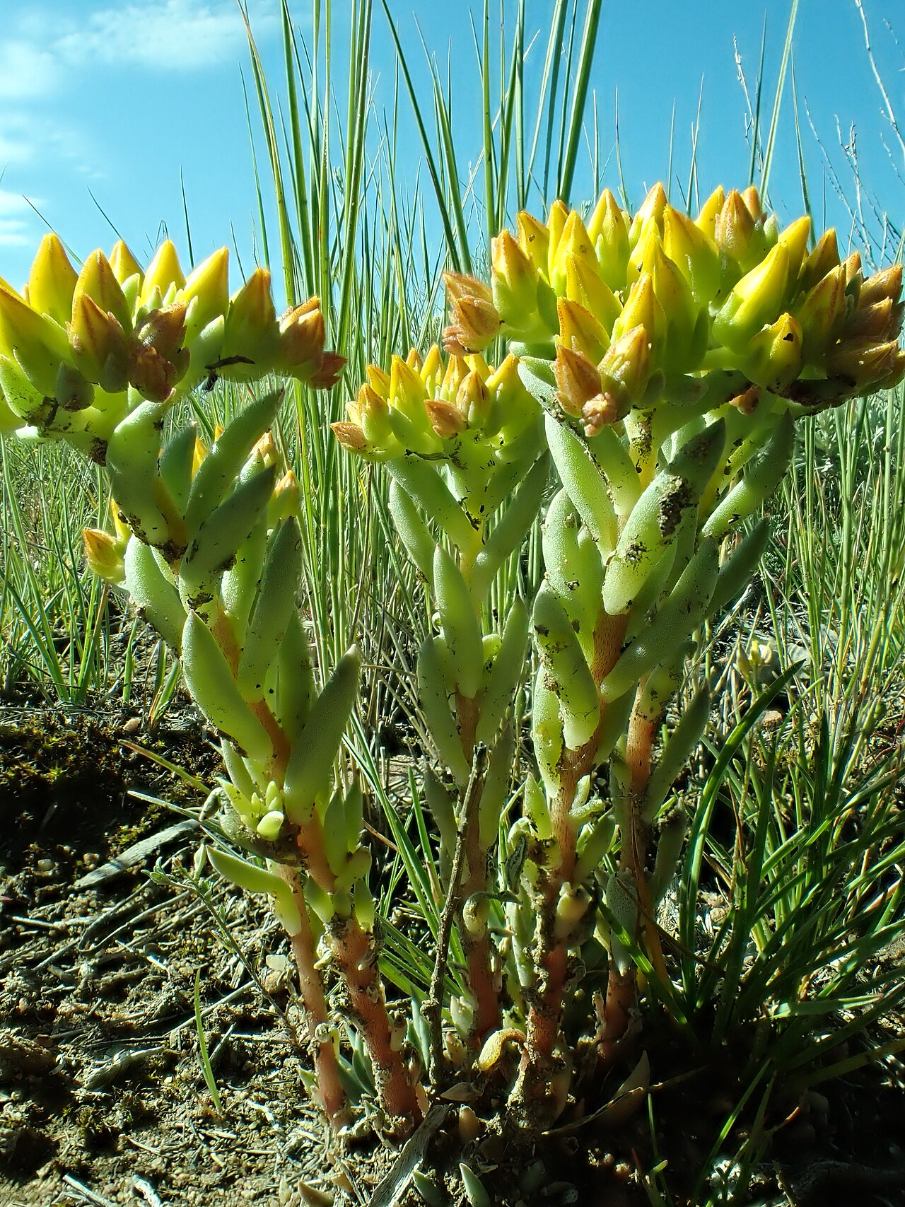 Sedum (Stonecrop)
