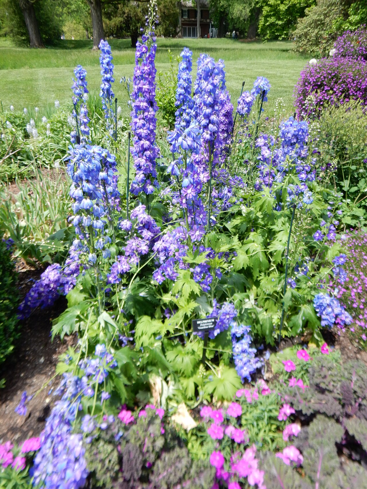 Delphinium