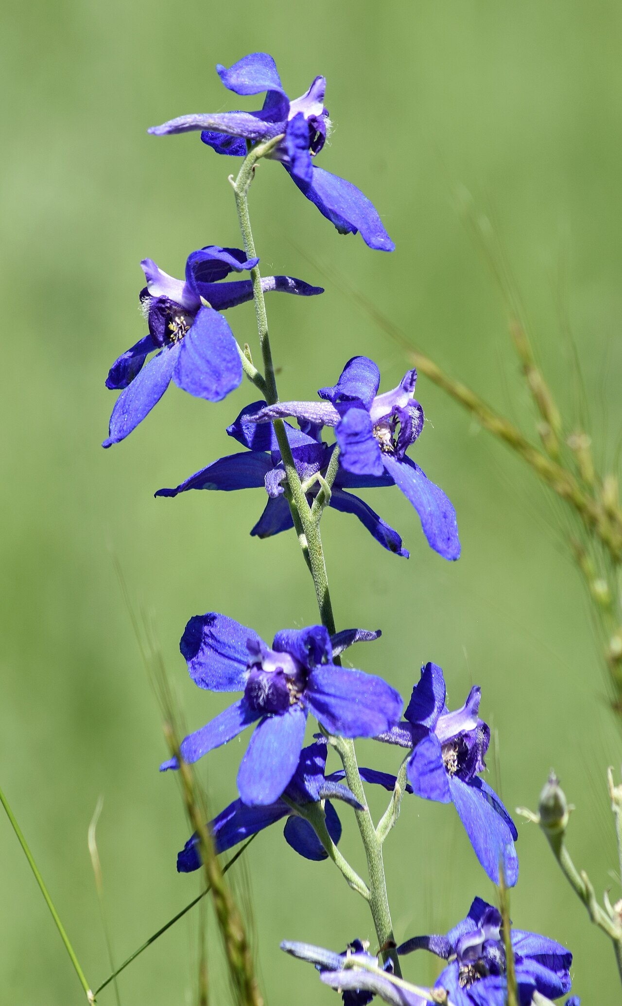 Delphinium