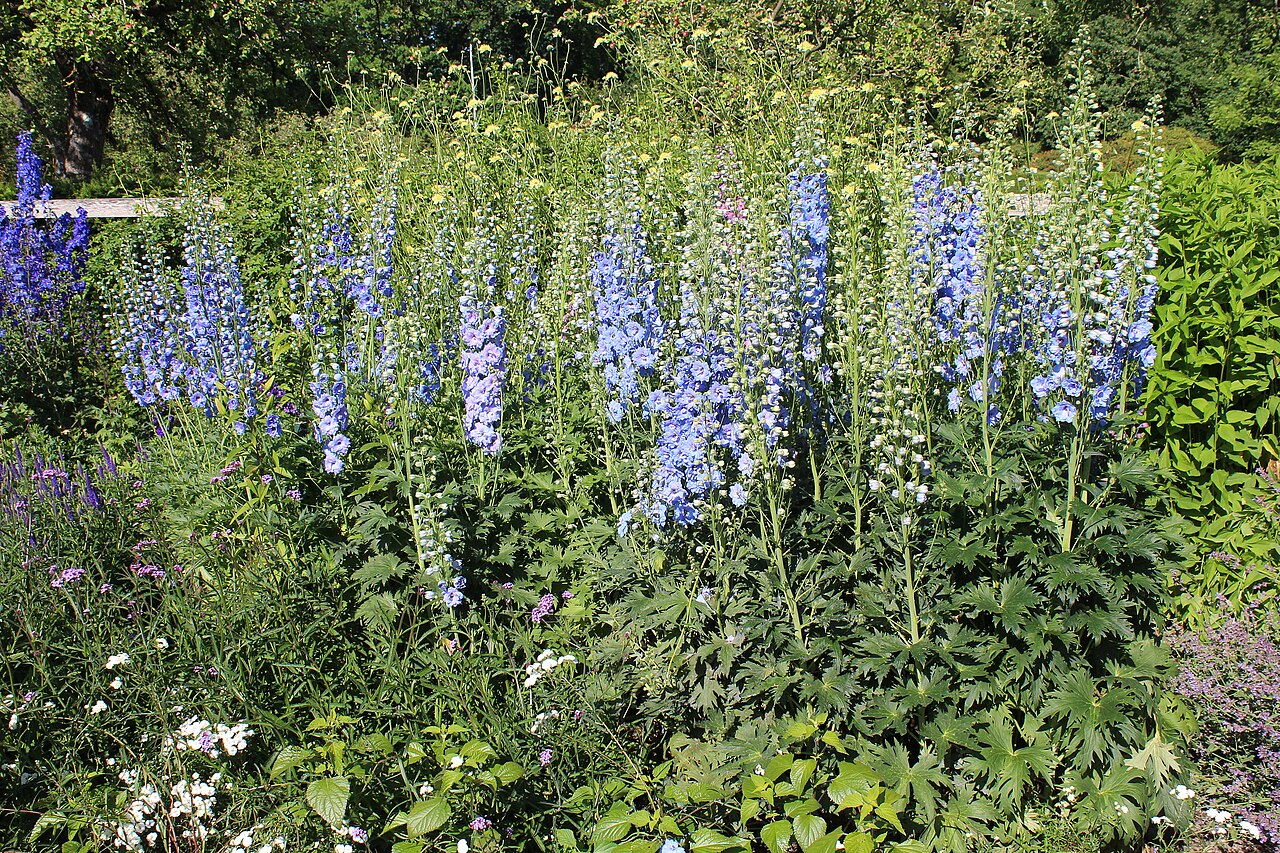 Delphinium
