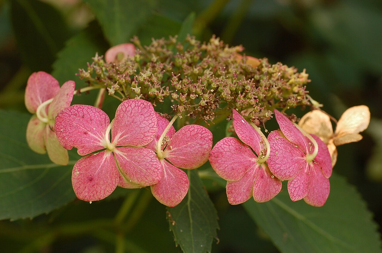 Hydrangea