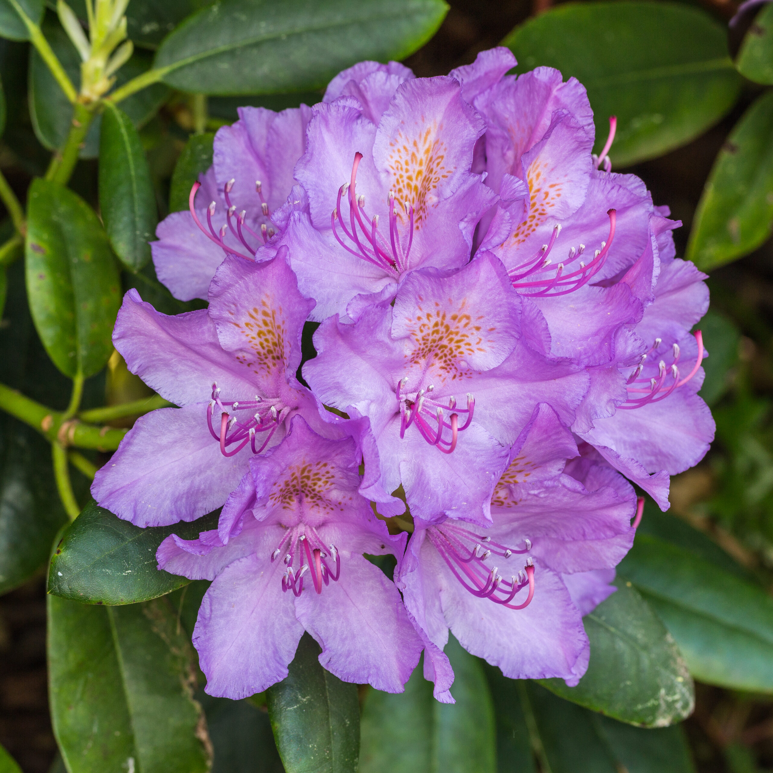 Rhododendron