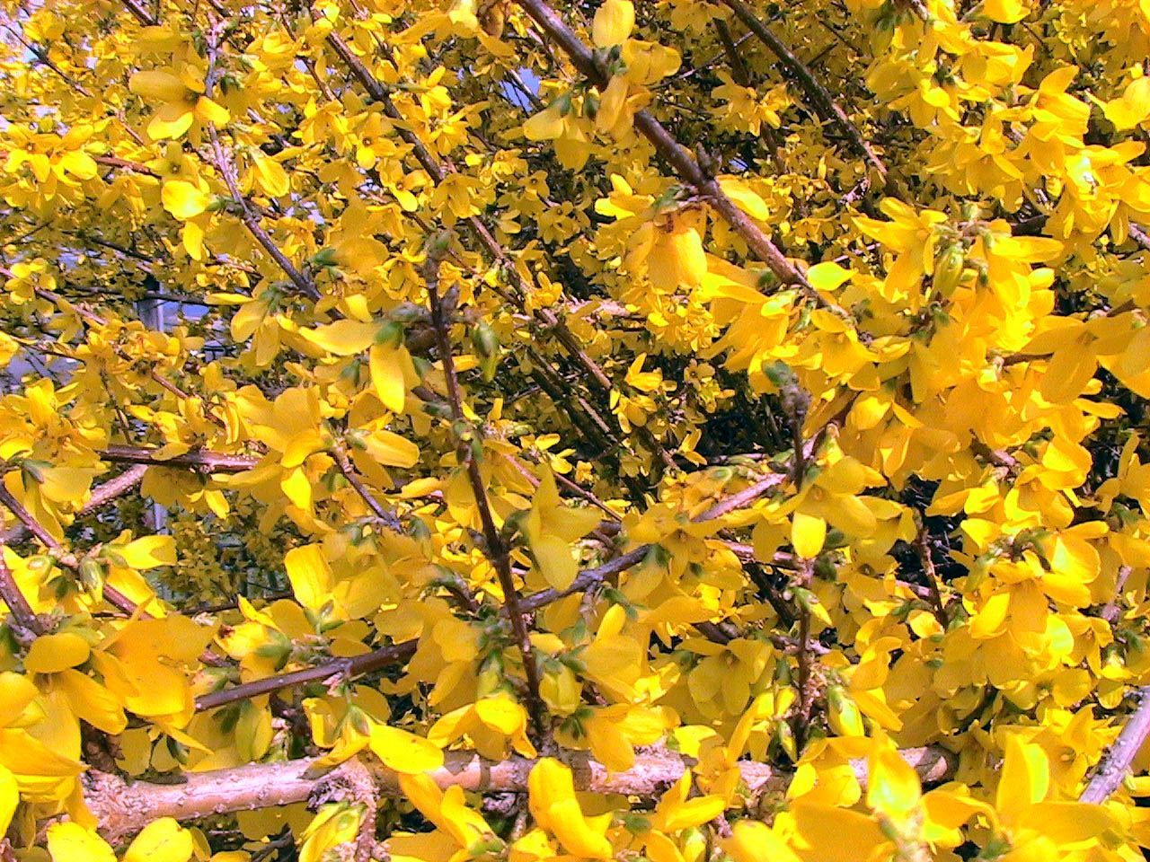 Forsythia
