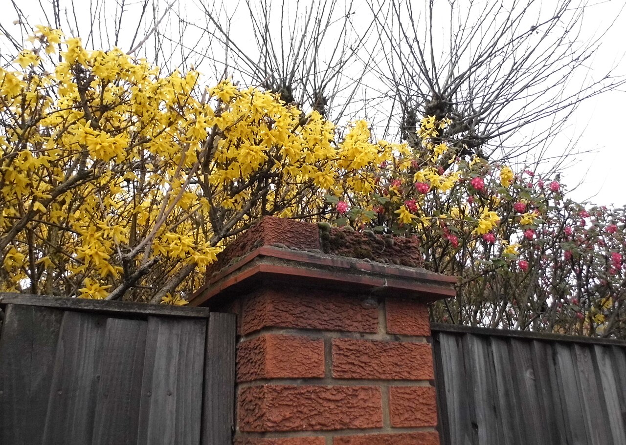 Forsythia