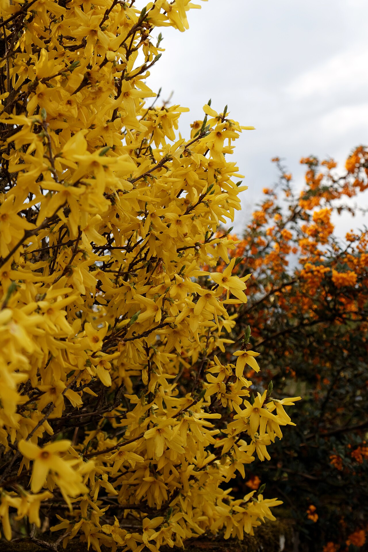 Forsythia