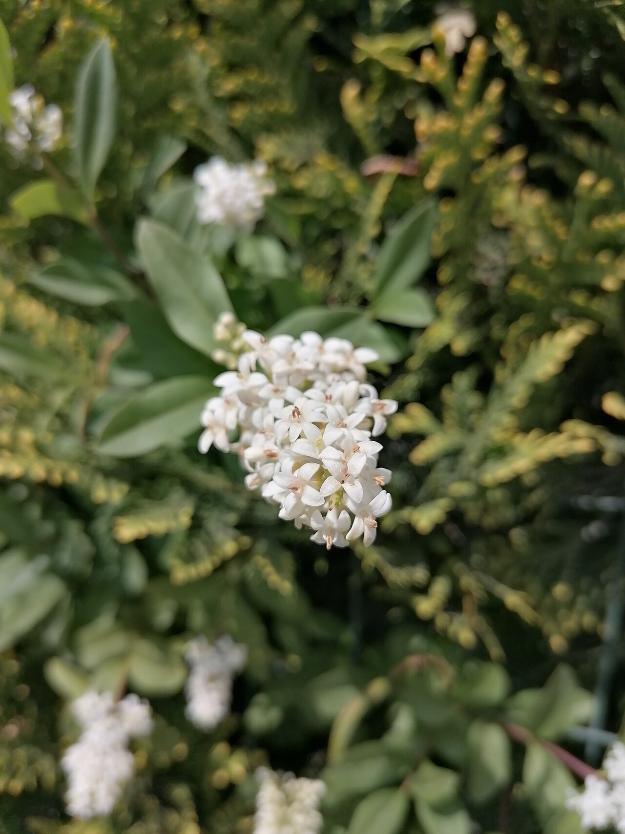 Privet hedge (Ligustrum)
