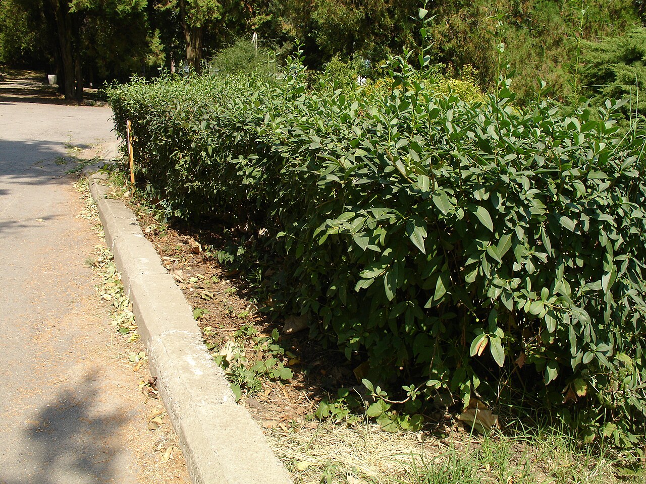 Privet hedge (Ligustrum)
