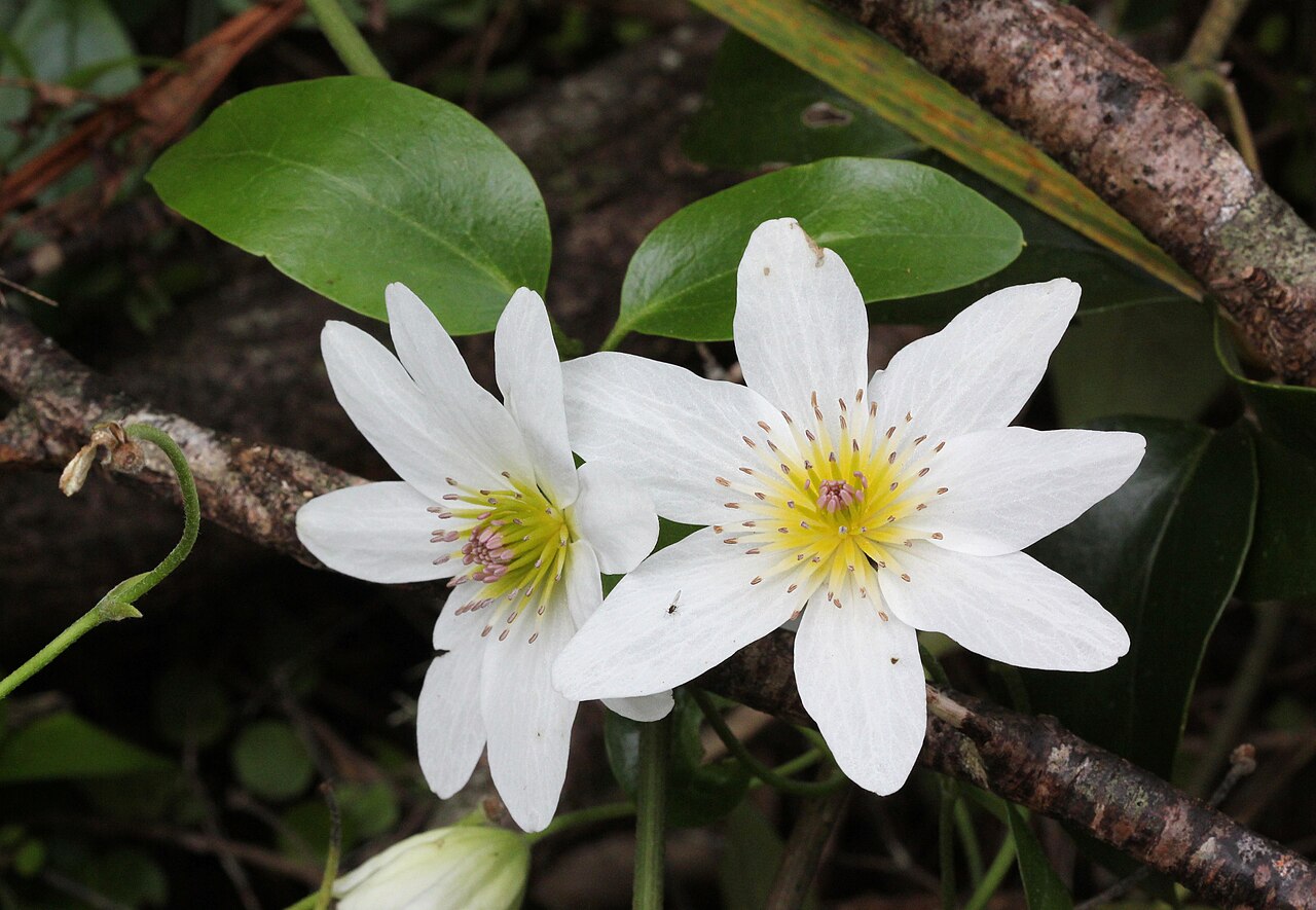 Clematis