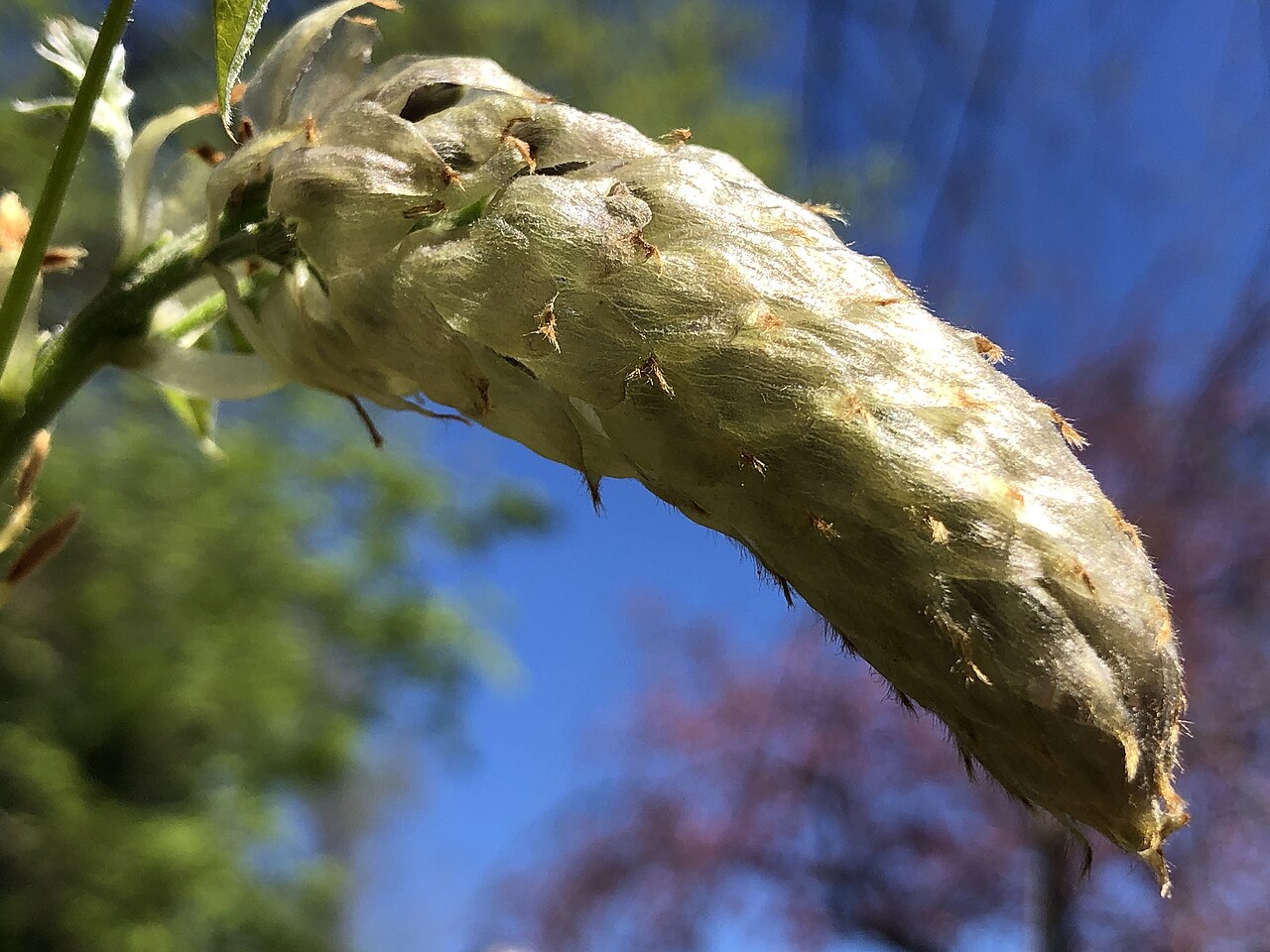 Wisteria
