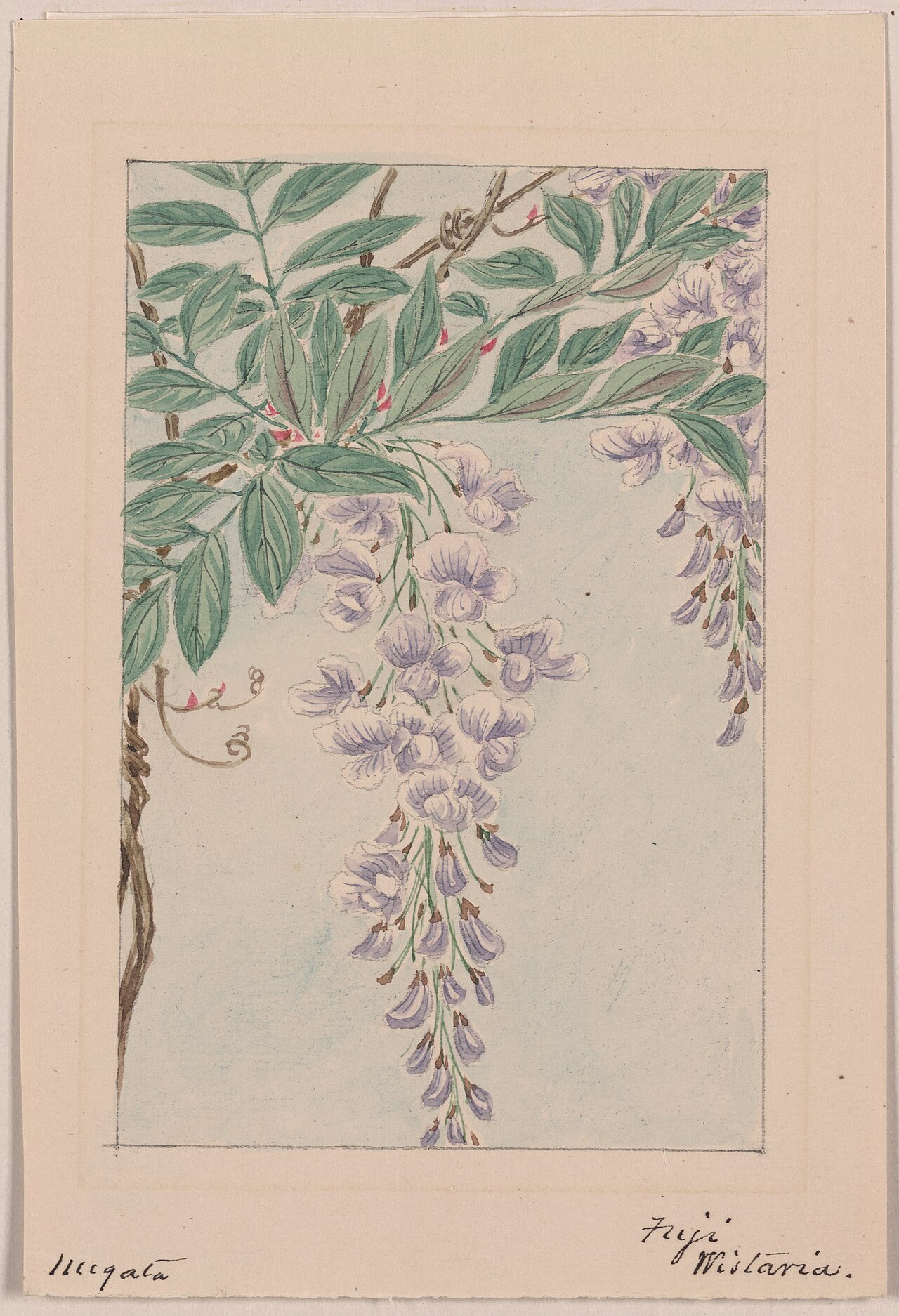 Wisteria