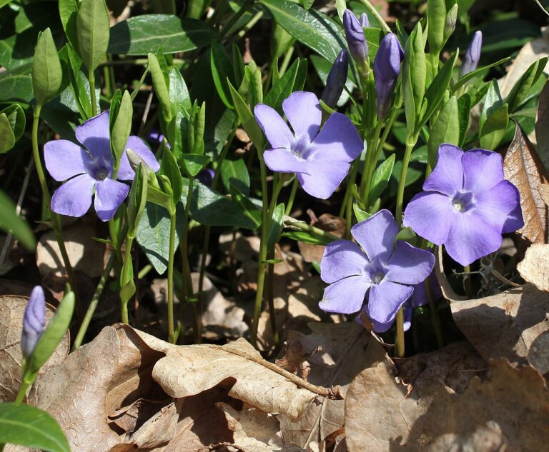 Periwinkle (Vinca minor)