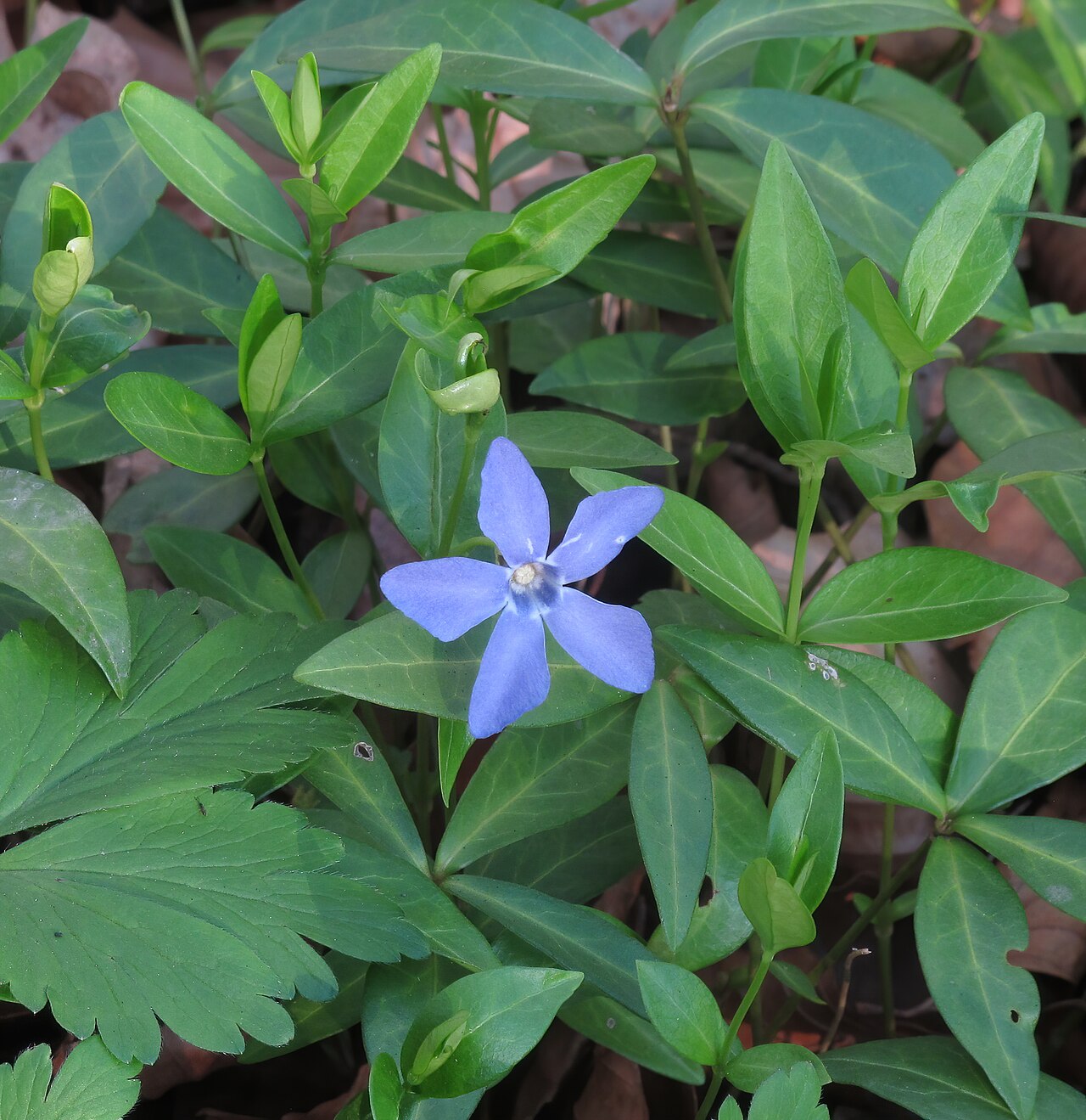 Periwinkle (Vinca minor)