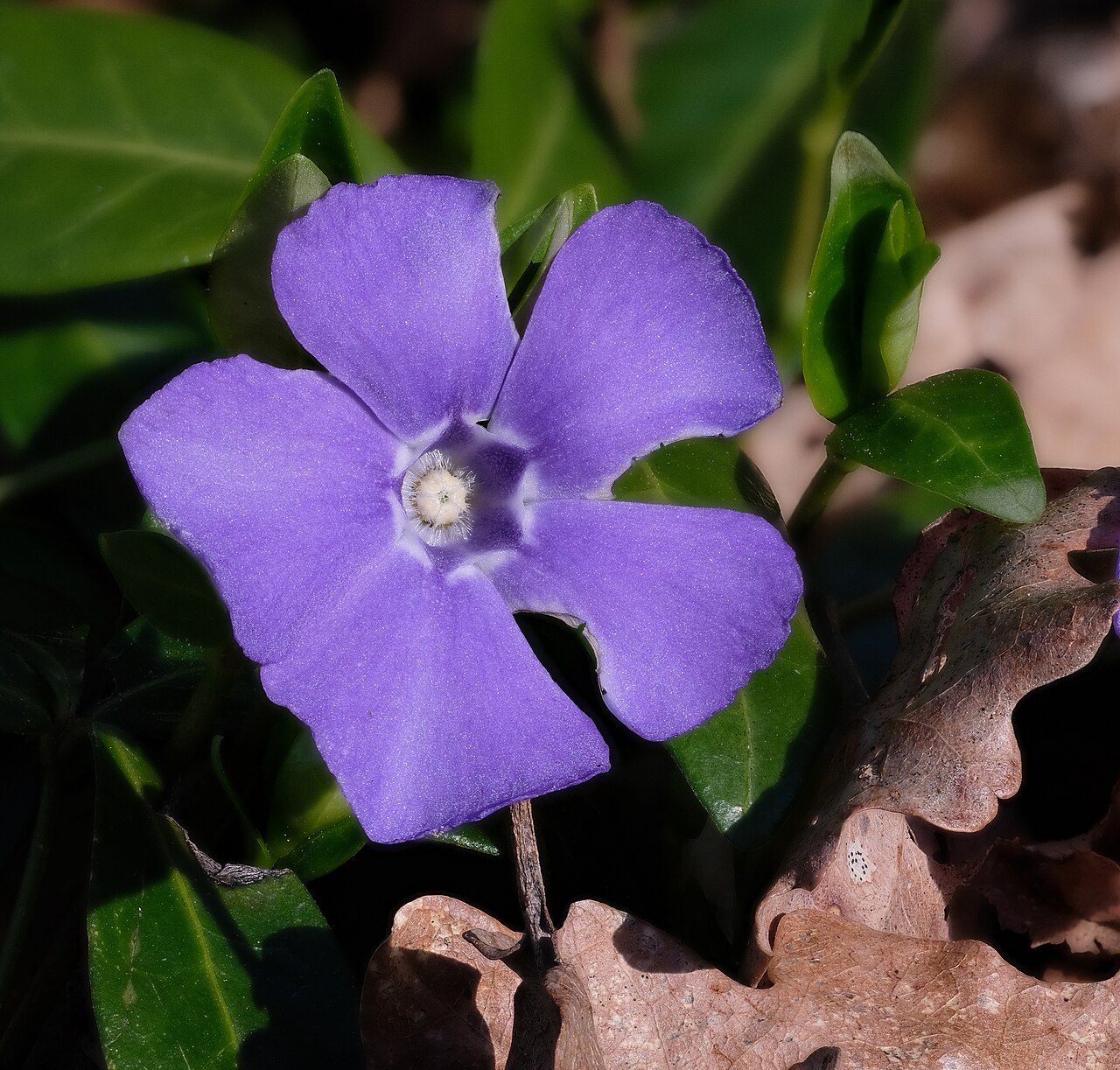 Periwinkle (Vinca minor)