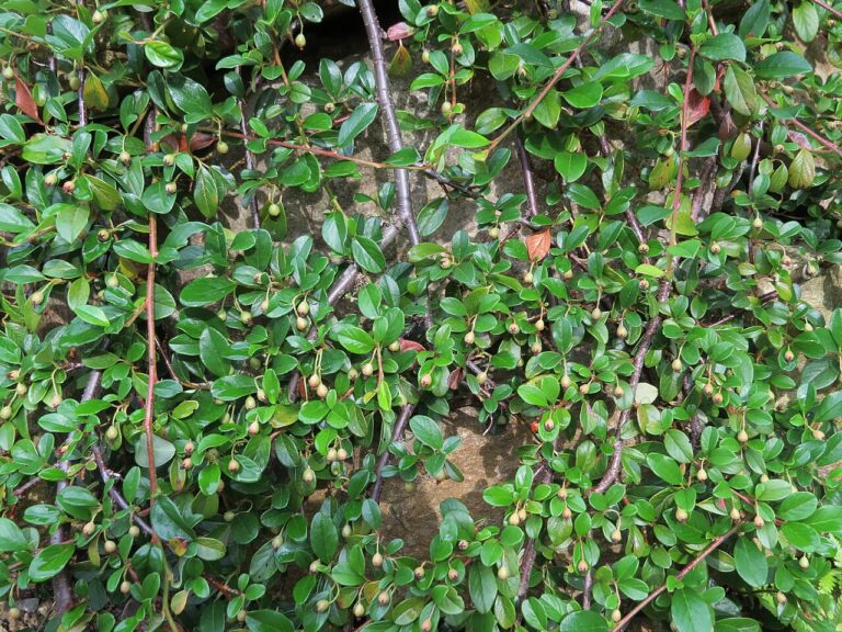 Cotoneaster dammeri
