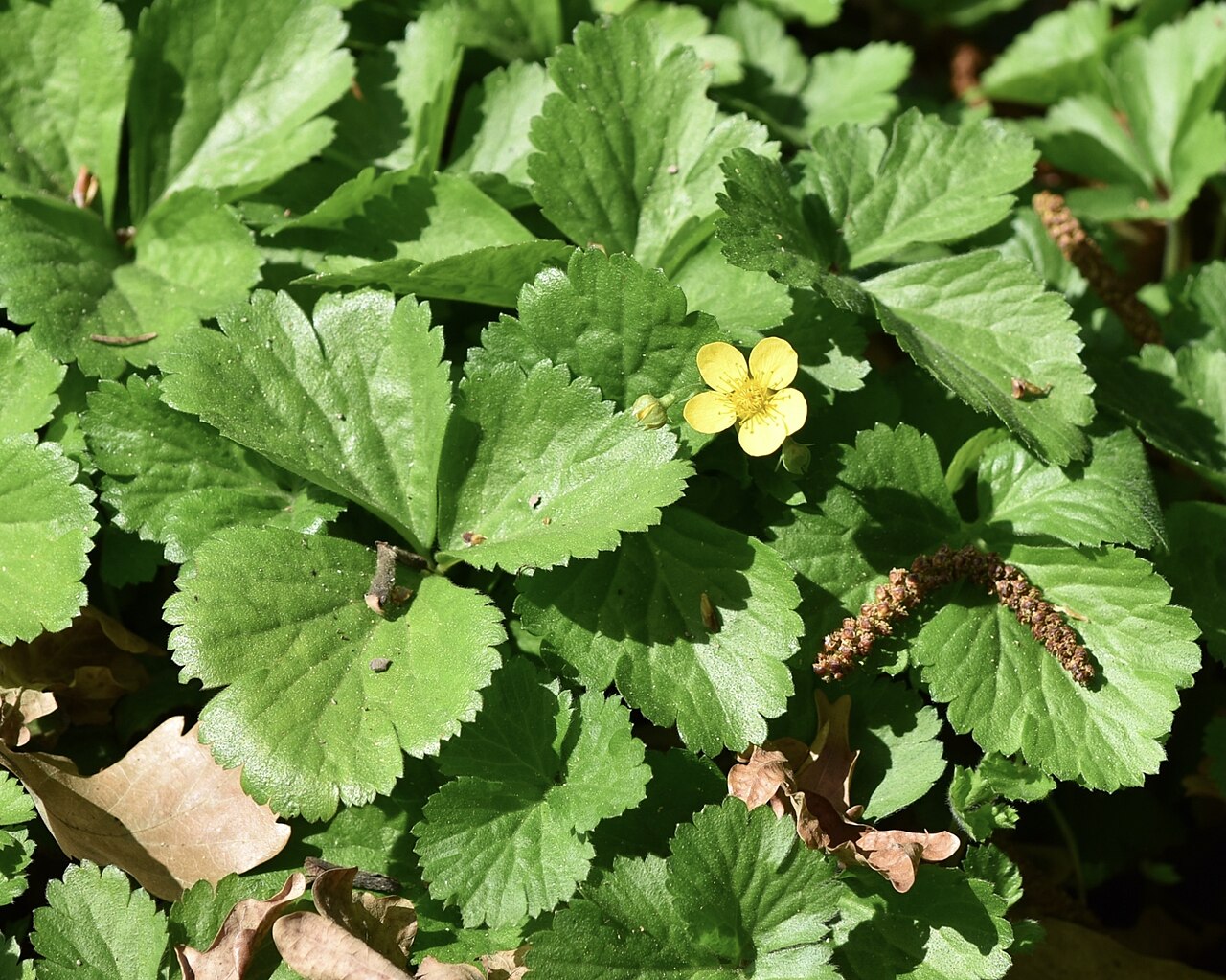 Barren strawberry (Waldsteinia ternata)