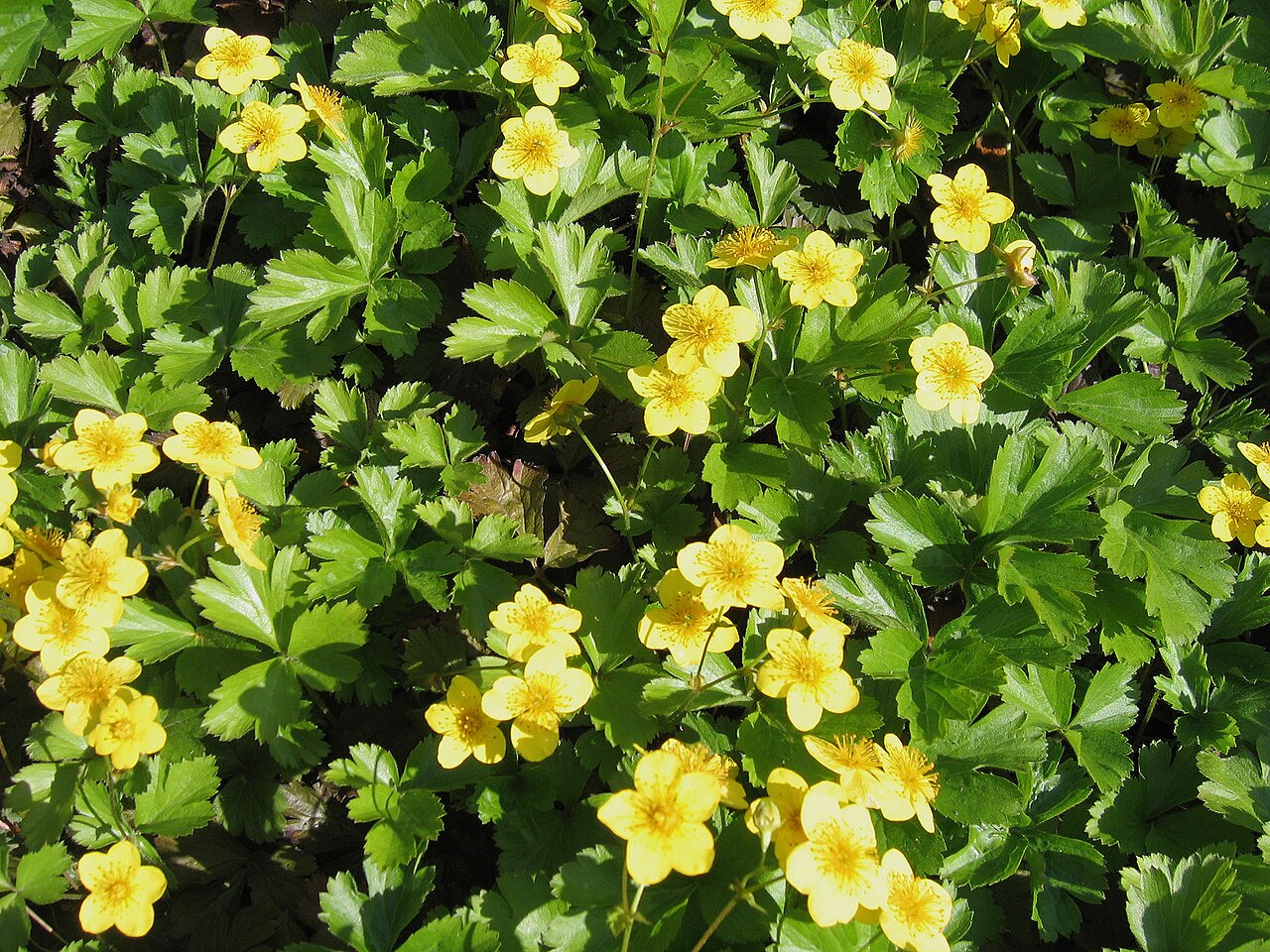 Barren strawberry (Waldsteinia ternata)